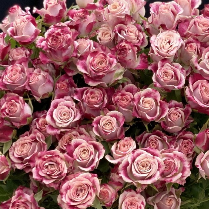 Кустовая розовая роза Флиндерс Лейн